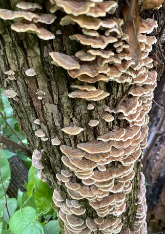 Turkey Tail (Trametes versicolor)