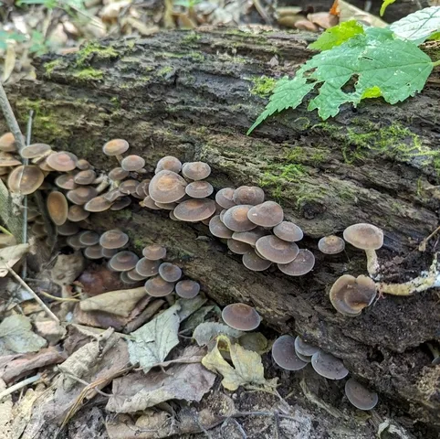 (Agrocybe firma)