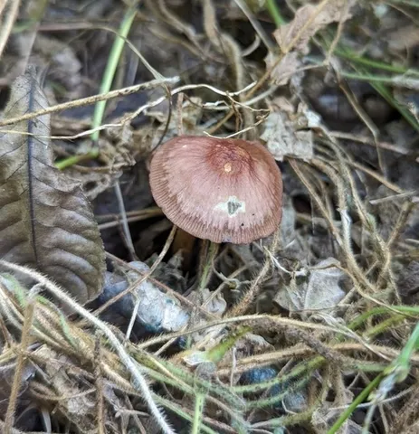 undefined (Mycena sp. 'IN6' (Mycena rutilantiformis))