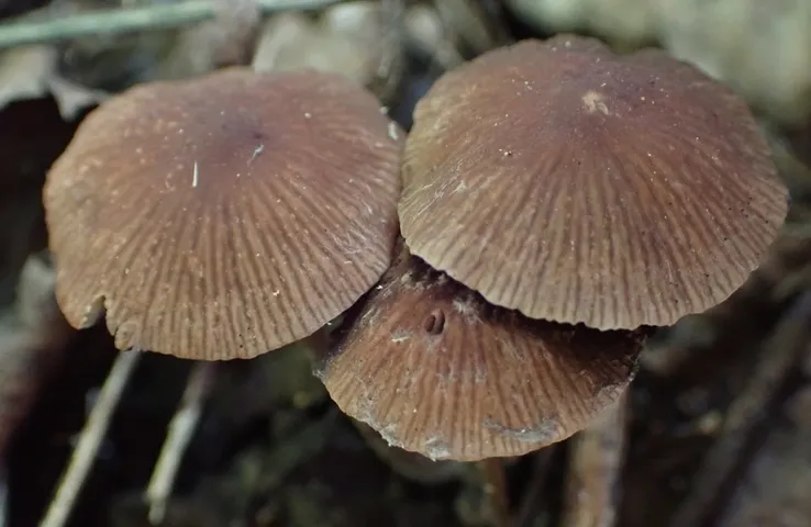 Wooly Brittlestem (Psathyrella vinosofulva)