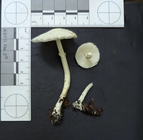 undefined (Leucoagaricus sp. 'IN03')