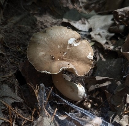 Common Milkcaps (Lactarius sp.)