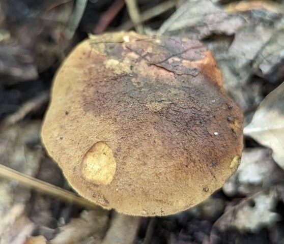 Dirty Bolete (Cyanoboletus cyaneitinctus)