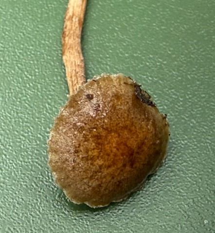 Dung-Loving Deconica (Deconica coprophila)