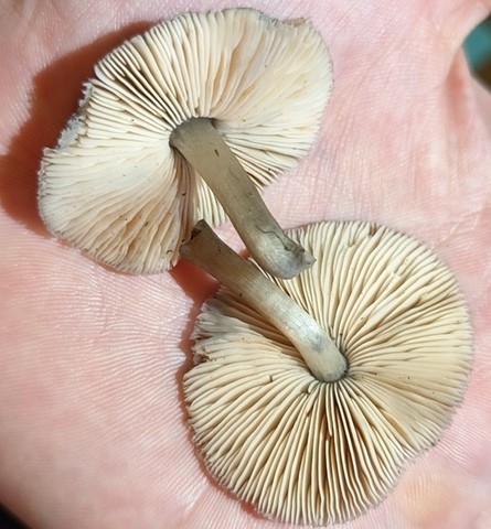 Saupe's Pluetus (Pluteus saupei)