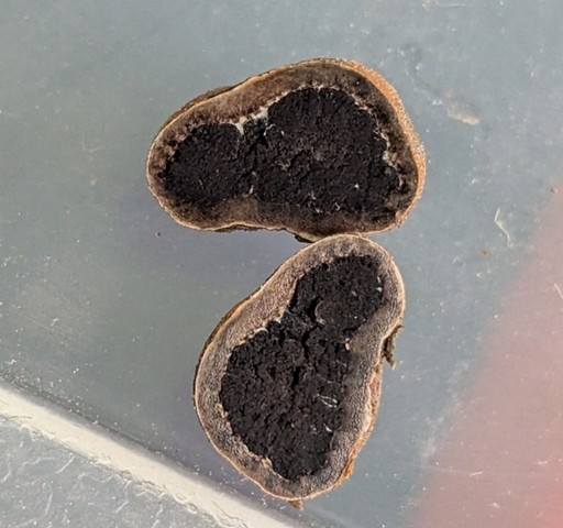 undefined (Elaphomyces sp.)