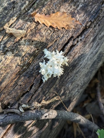 Coral Tooth Fungus (Hericium coralloides)