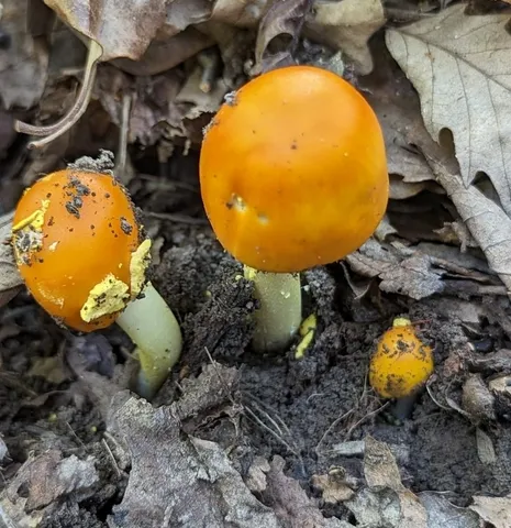 Yellow Patches (Amanita flavoconia)