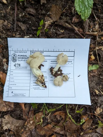 White Saddle (Helvella crispa)