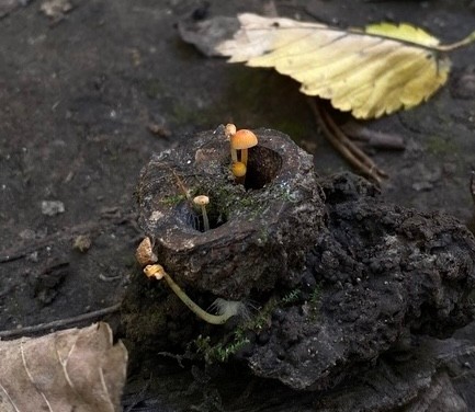 Walnut Mycena (Mycena crocea)