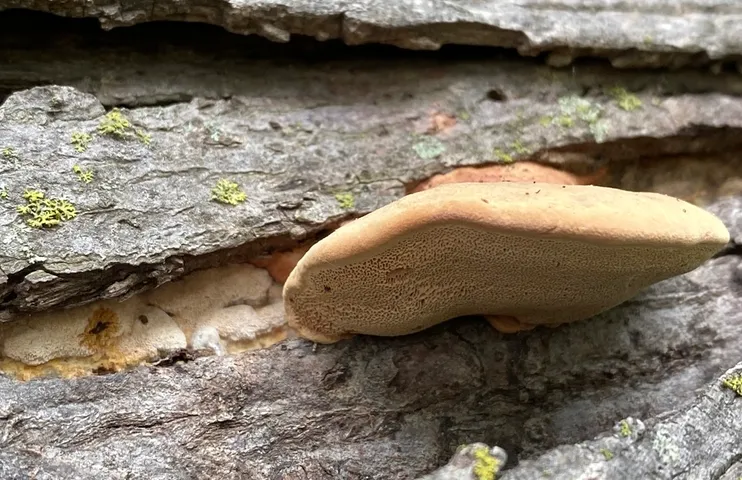 Tender Nesting Polypore (Hapalopilus rutilans)