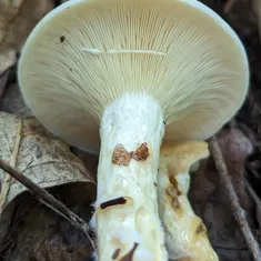 Yazoo Lactarius