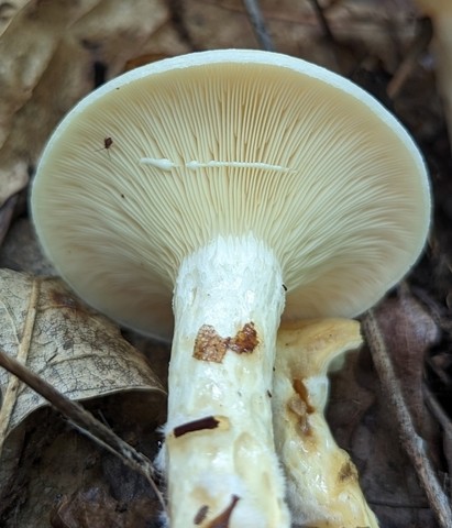 Yazoo Lactarius (Lactarius yazooensis-IN01)