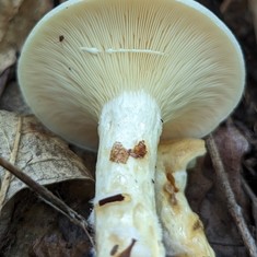 Yazoo Lactarius