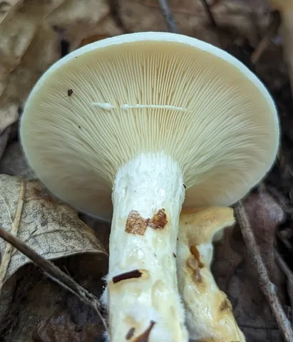 Lactarius yazooensis-IN01
