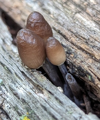 Clustered Bonnet (Mycena inclinata-IN01)