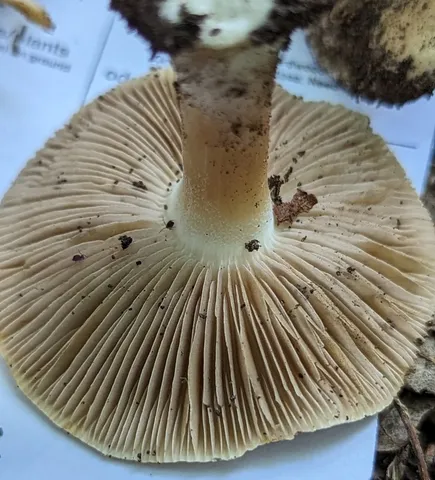 undefined (Inocybe sp-IN49)