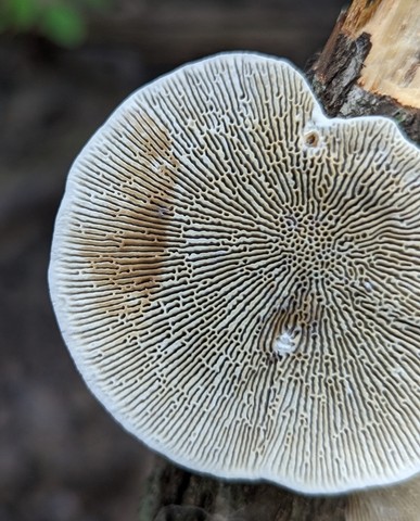 Thin-Walled Maze Polypore (Daedaleopsis confragosa)