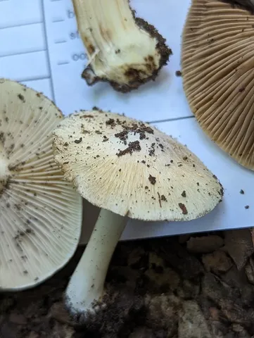 Fiber Caps (Inocybe sp-IN49)