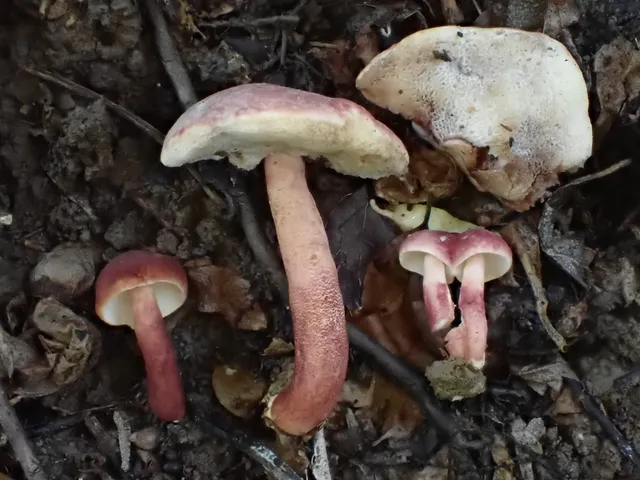 Red Gyroporus (Gyroporus purpurinus)