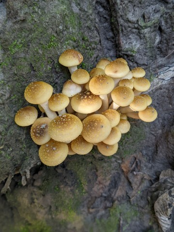 Yellow Honey Mushroom (Armillaria mellea)