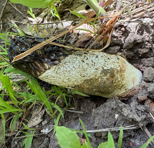 Dune Stinkhorn (Phallus hadriani)