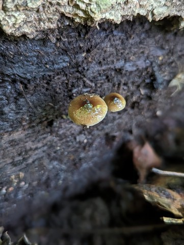 Viscid Bolbitius (Bolbitius viscosus)