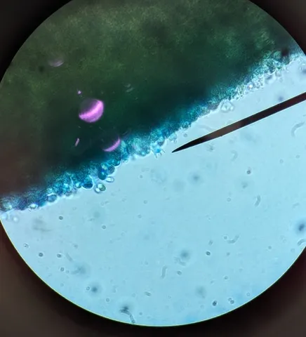 Purple-edged Lute (Callistosporium purpureomarginatum)