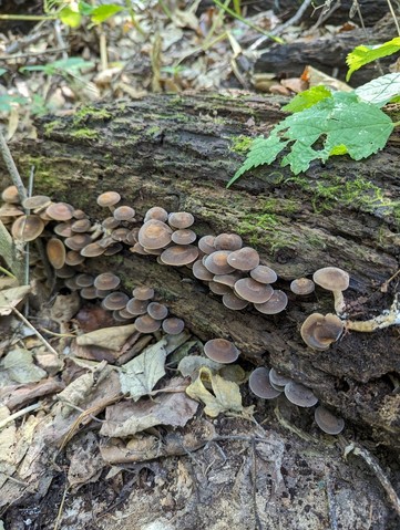 Scaber Stem Agrocybe (Agrocybe firma)