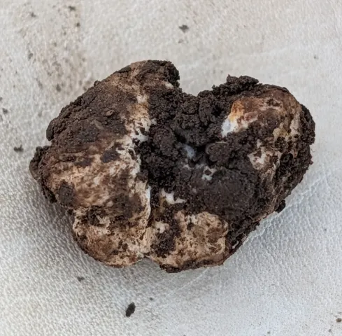 undefined (Hymenogaster spp.)