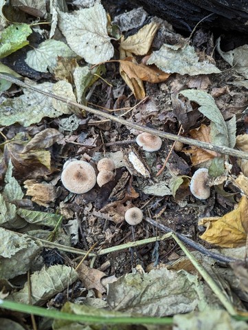 White Honey Mushroom (Armillaria gallica)