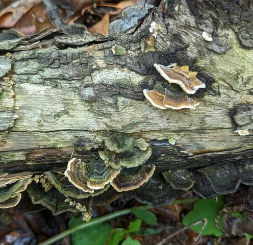 Turkey Tail (Trametes versicolor)