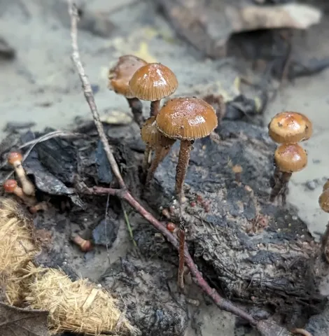 Dung-Loving Deconica (Deconica coprophila)