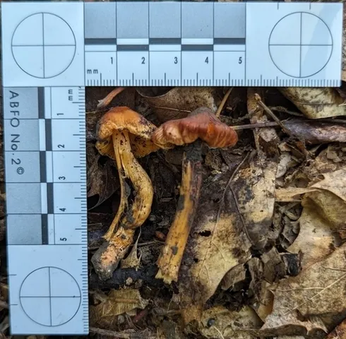 undefined (Inocybe sp-IN21)