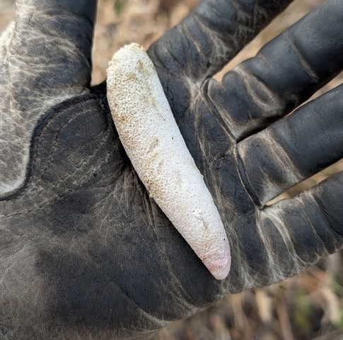 Dune Stinkhorn (Phallus hadriani)