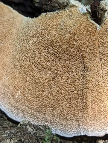 Violet-Toothed Polypore (Trichaptum biforme)