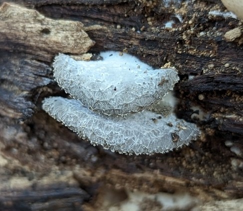 Woolly Oyster (Hohenbuehelia mastrucata)