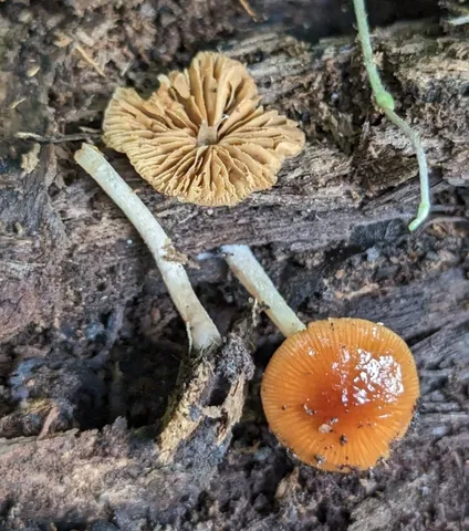 Viscid Bolbitius (Bolbitius viscosus)