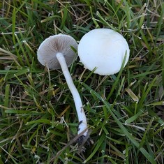Bearded Fieldcap