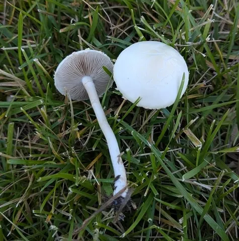 Agrocybe molesta