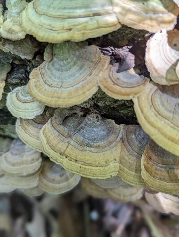 Violet-Toothed Polypore (Trichaptum biforme)