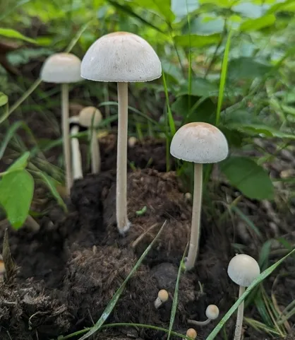 Antilles Mottlegill (Panaeolus antillarum)