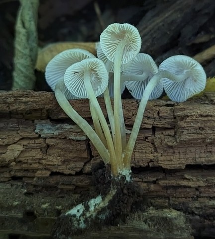 Clustered Bonnet (Mycena inclinata-IN01)