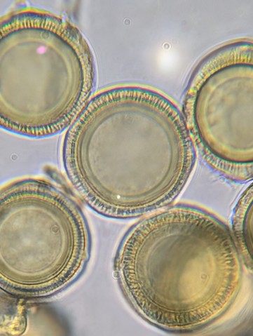 undefined (Elaphomyces sp.)