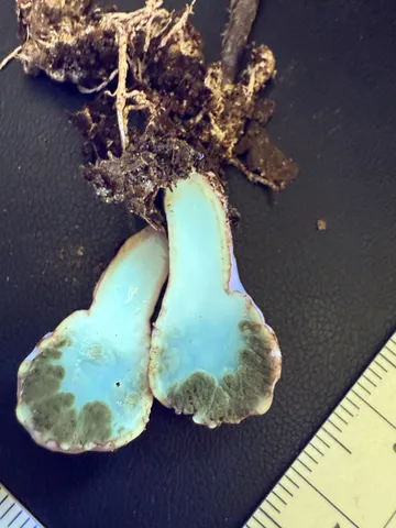undefined (Phallogaster cf. phillipsii)
