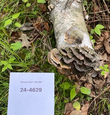 Turkey Tail (Trametes versicolor)