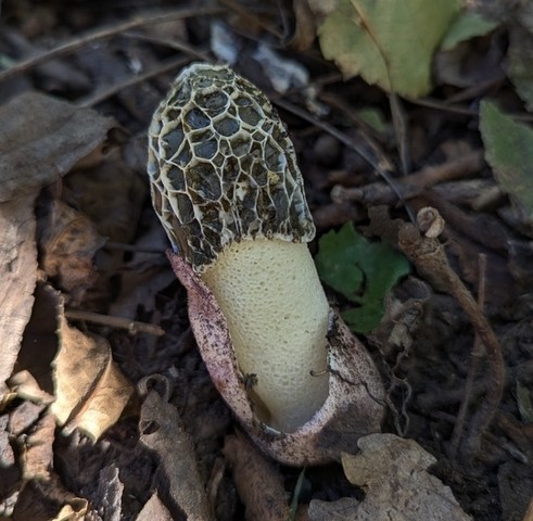 Dune Stinkhorn (Phallus hadriani)