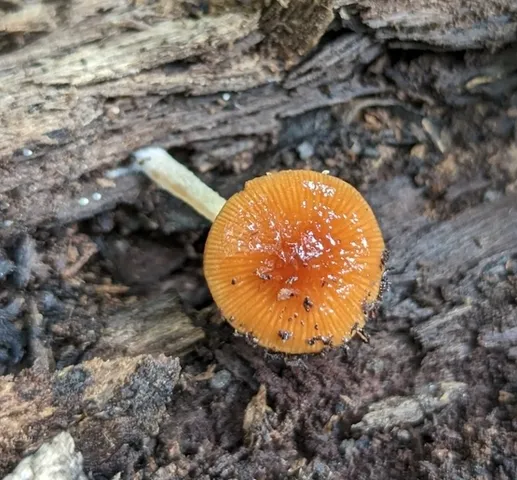 Viscid Bolbitius (Bolbitius viscosus)