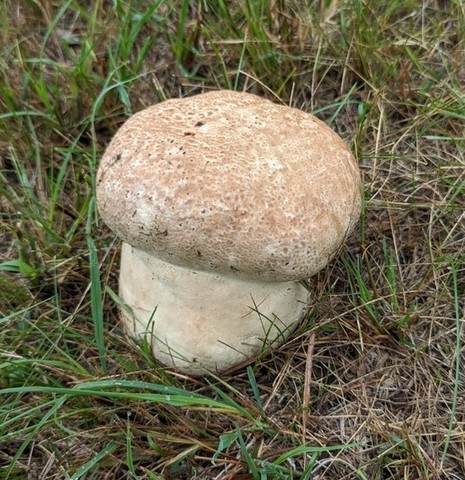 Purple-spored Puffball (Calvatia cyathiformis)