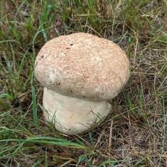 Purple-spored Puffball